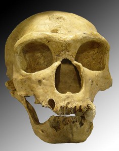 neanderthal skull neanderthal skull
